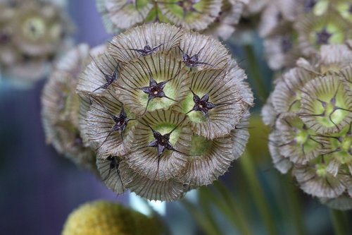 Fun Flower Friday